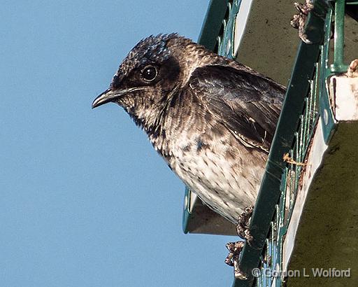 Bird On A Birdhouse_DSCF04333.jpg - Juvenile Purple Martin (Progne subis) photographed at Brockville, Ontario, Canada.